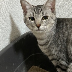 沖縄からのグレー系キジトラ♂7カ月人馴れ抜群のリオ