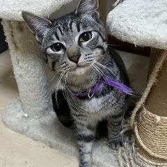 沖縄からのキジトラ推定7カ月♂人馴れ抜群ノエくん