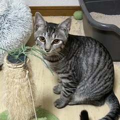 沖縄からのキジトラの推定7カ月人馴れ抜群リムくん