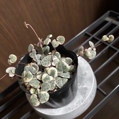 ハートカズラレディハート②の画像