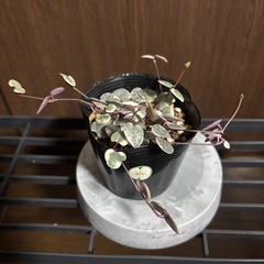 ハートカズラレディハート②の画像