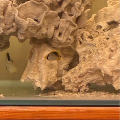 チョウチョウウオの画像