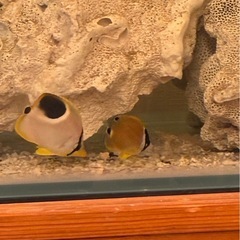 チョウチョウウオの画像