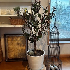 ゴムの木➕IKEAの植木鉢の画像