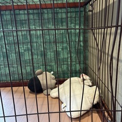 サークルの画像