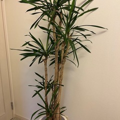 観葉植物　ドラセナリッキーの画像
