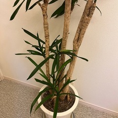 観葉植物　ドラセナリッキーの画像