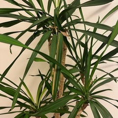 観葉植物　ドラセナリッキーの画像
