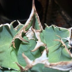 【肉厚株】アガベ　SADの画像