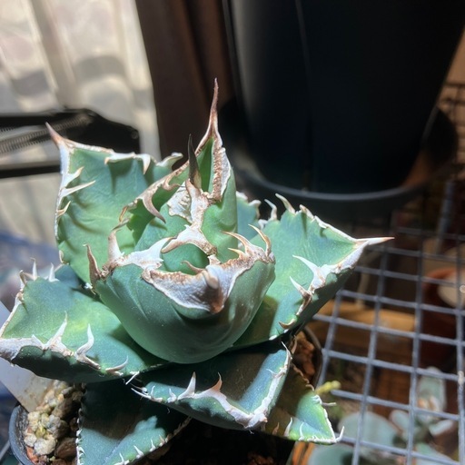 アガベ　SAD大株 アガベ チタノタ 南アフリカダイヤモンド / SAD-10 | アガベ専門店