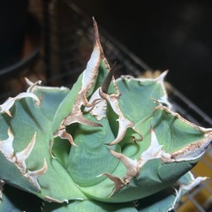 【肉厚株】アガベ　SADの画像