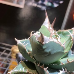 【肉厚株】アガベ　SADの画像