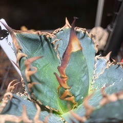 【実生特選】　アガベ　オテロイ　青葉の画像