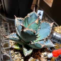 【実生特選】　アガベ　オテロイ　青葉の画像