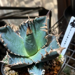 【実生特選】　アガベ　オテロイ　青葉の画像