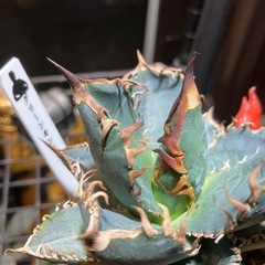 【実生特選】　アガベ　オテロイ　青葉の画像