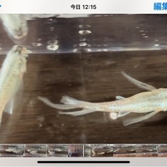 プラチナ星河リアルロングフィン　おまけあり‼️の画像