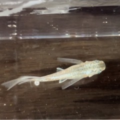 プラチナ星河リアルロングフィン　おまけあり‼️の画像