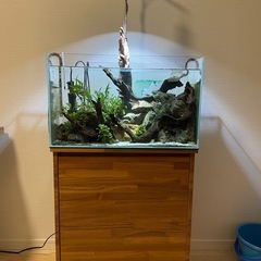 生体数匹+ADA60cm水槽+照明など一式の画像