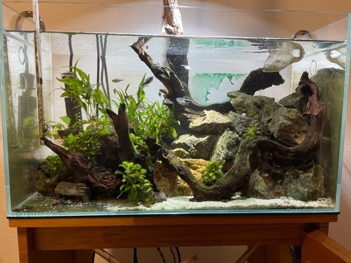 生体数匹+ADA60cm水槽+照明など一式