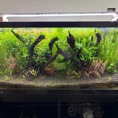 水草　セイロンロタラ50本の画像