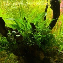 水草　セイロンロタラ50本の画像