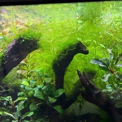 水草　ミリオフィラムマトグロッセンセ 30本の画像