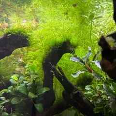 水草　ミリオフィラムマトグロッセンセ 30本の画像