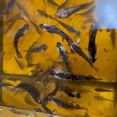 ベタ・ブラックサムライ若魚5匹の画像