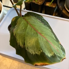 カラテア　ノーザンライトの画像