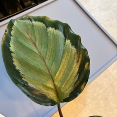 カラテア　ノーザンライトの画像