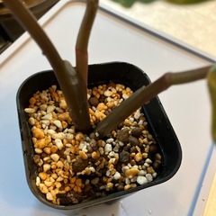 カラテア　ノーザンライトの画像