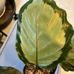 カラテア　ノーザンライトの画像