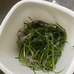 タイガーバネスネリアの画像