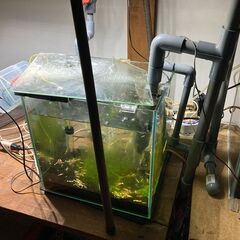 レッドビーシュリンプ+水槽・クーラー・ヒーターセットの画像