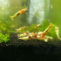 レッドビーシュリンプ+水槽・クーラー・ヒーターセットの画像