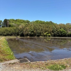 国内最安値！令和7年度産新米🌾の画像