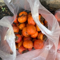 本日採れたて柿の画像