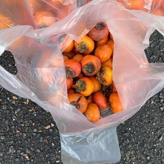 本日採れたて柿の画像