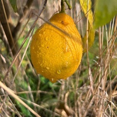 朝取れ無農薬レモン15個です！の画像