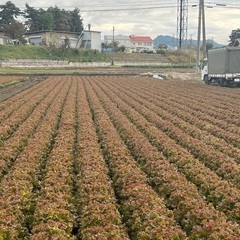 長野県塩尻市で高原野菜のレタスを生産販売する正社員募集します。の画像