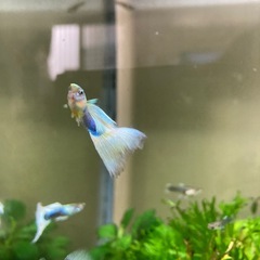 ドイツイエローの画像