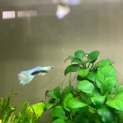 ドイツイエローの画像