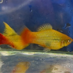 【なかひらぼbreed】ハイフィンバリアタス（5匹セット）の画像