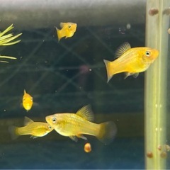 【なかひらぼbreed】ハイフィンバリアタス（5匹セット）の画像