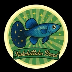 【なかひらぼbreed】ハイフィンバリアタス（5匹セット）の画像