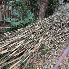 細い竹 無料でお譲りしますの画像