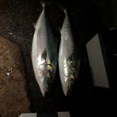 ダイワ紅牙TENYA  GAME（MH-240）の画像