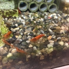 オレンジ チェリー シュリンプ　5匹の画像