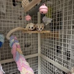 モモンガ♀二匹